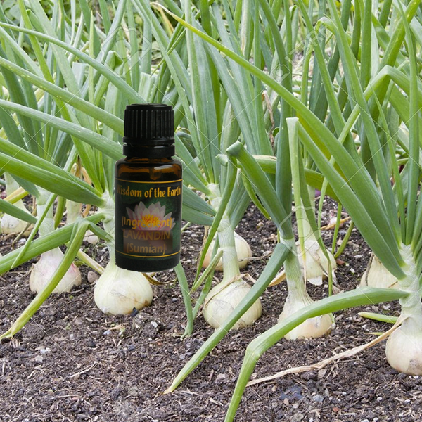 Onion 15ml