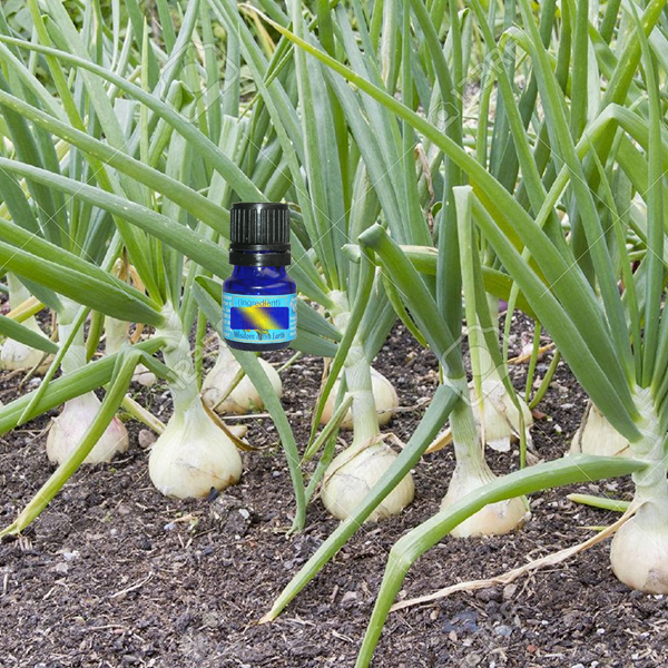 Onion 5ml