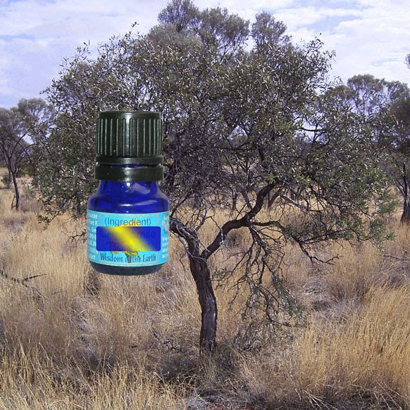 Sandalwood South Pacific 5ml