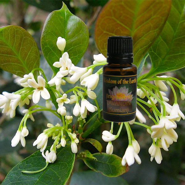 Osmanthus Absolute France 15ml