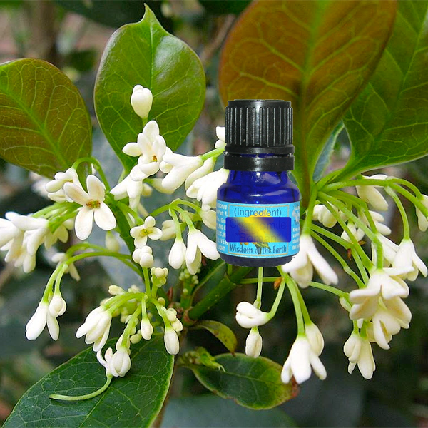 Osmanthus Absolute France 2ml