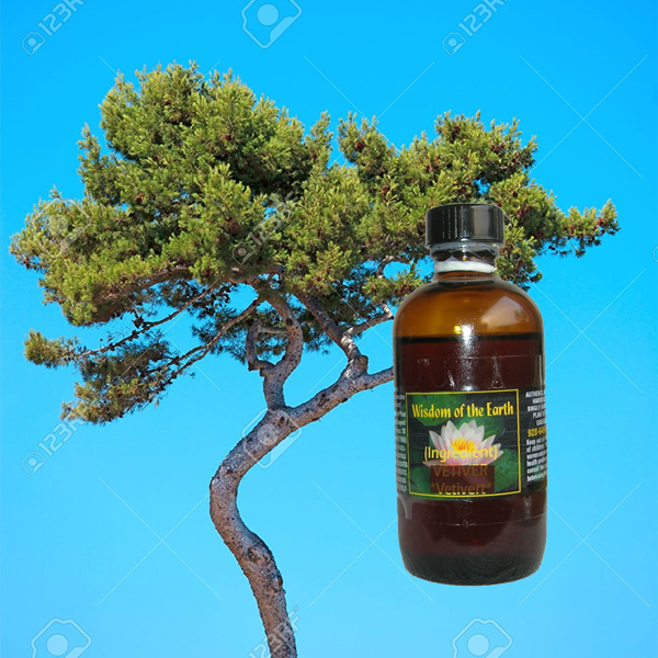Pine Ocean 120ml