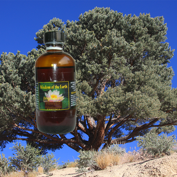 Pine Pinion 120ml