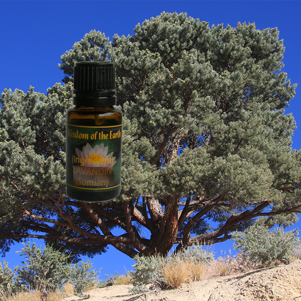 Pine Pinion 15ml