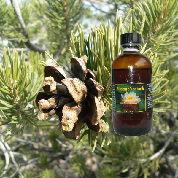 Pine Pinion Cone 120ml