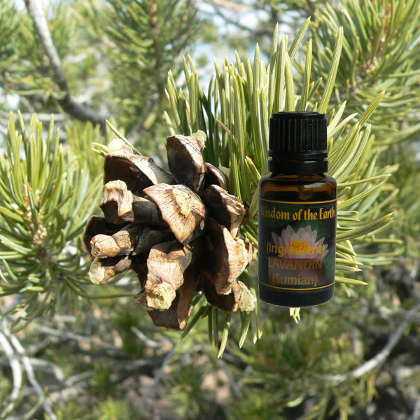 Pine Pinion Cone 15ml