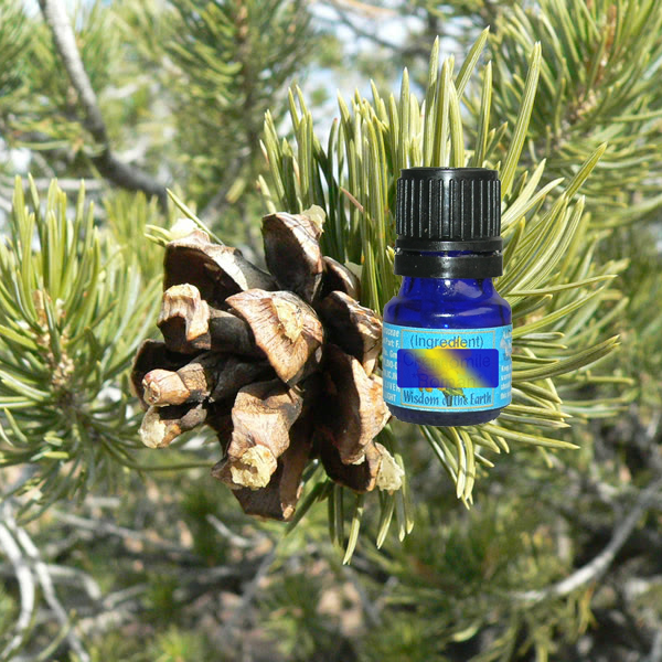 Pine Pinion Cone 5ml