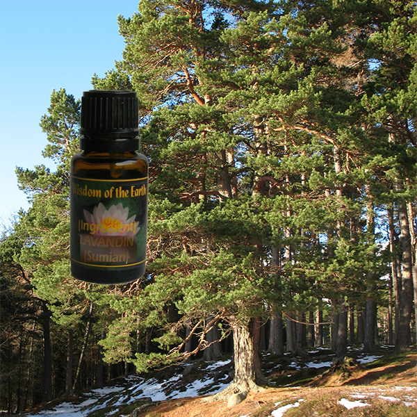 Pine Scotch Needle 15ml