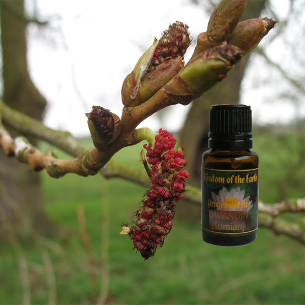 Poplar Bud - Absolute - 15 ml