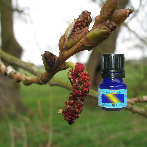Poplar Bud - Absolute - 5 ml