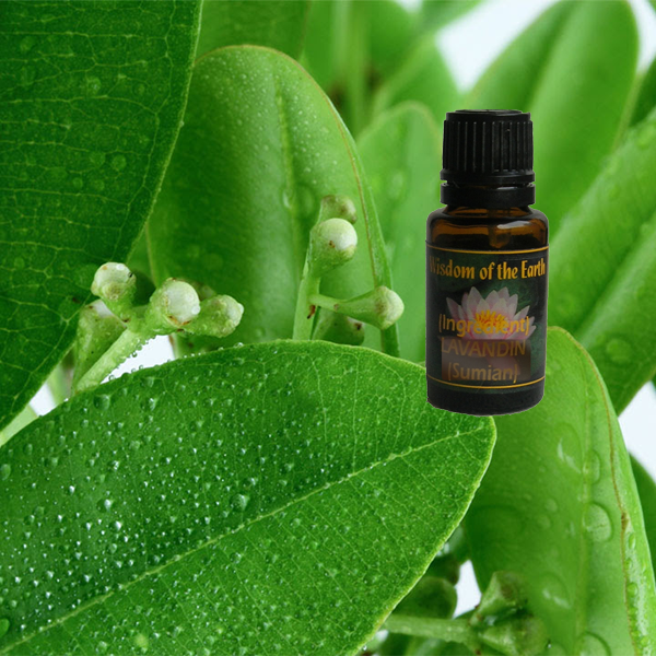 Ravensara Aromatica - 15 ml