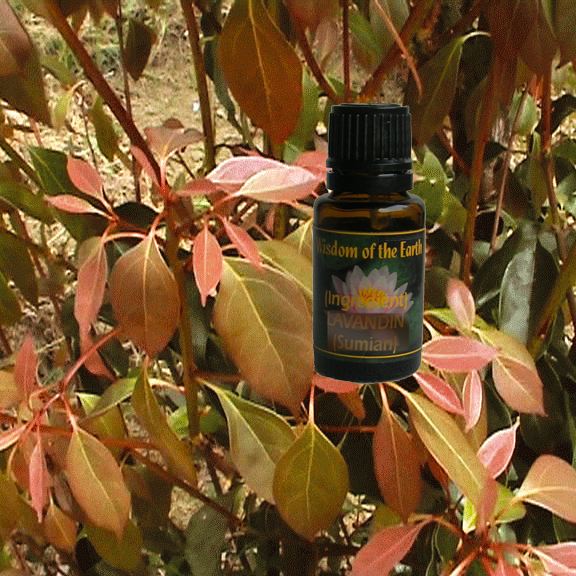 Ravintsara 15 ml