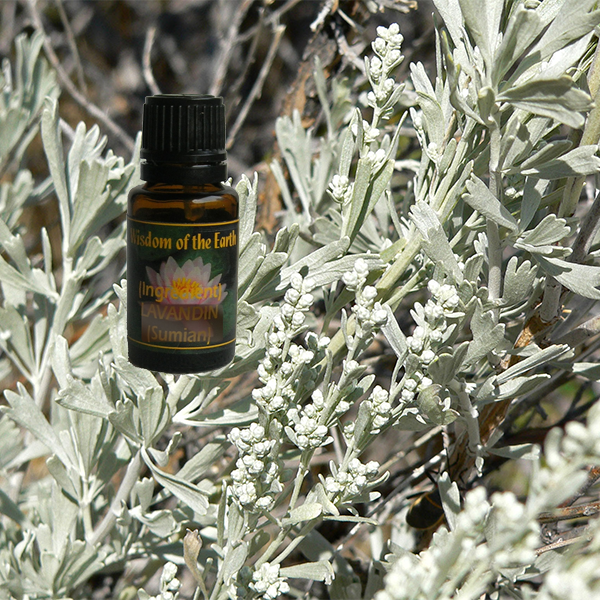 Sage Purple 15ml