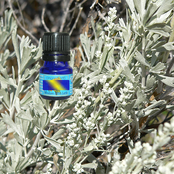 Sage Purple 5ml