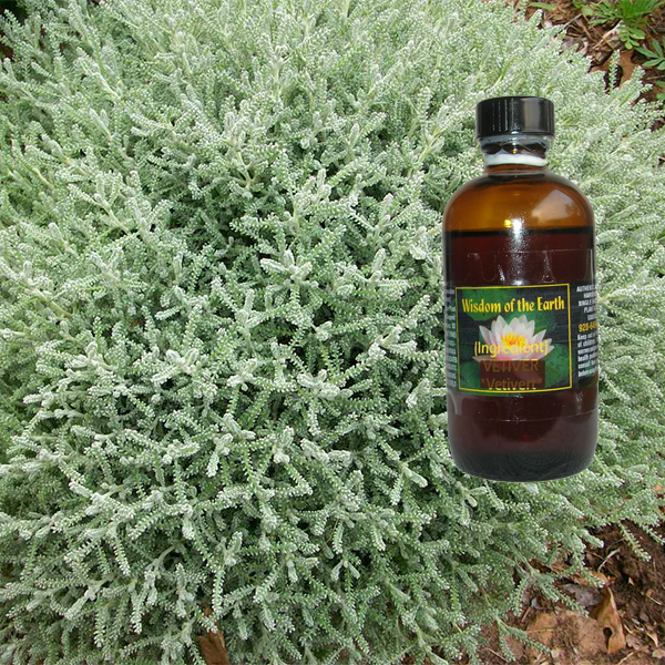 Santolina 120ml