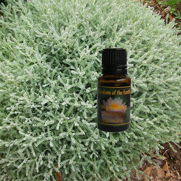 Santolina 15ml