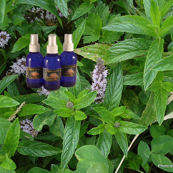 Spearmint Hydrolat - 120 ml
