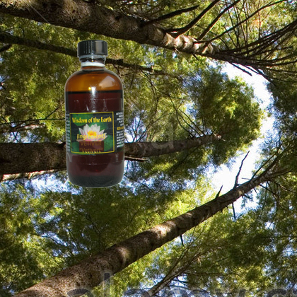 Spruce Sitka 120ml