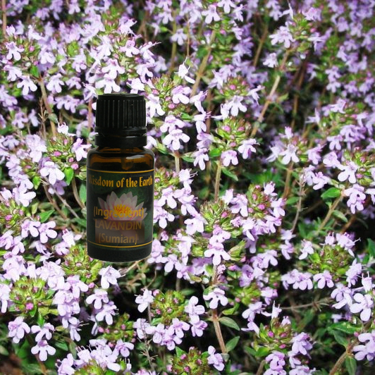Thyme Borneol 15ml
