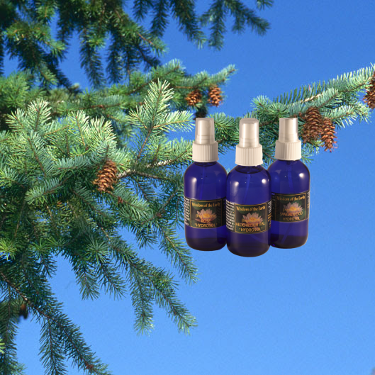 Fir Frasier Hydrolat - 120 ml
