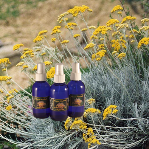 Helichrysum Italicum Hydrolat 120ml