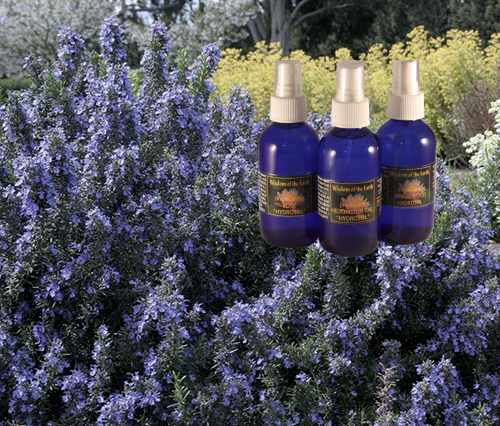Rosemary Officinalis Hydrolat - 120 ml