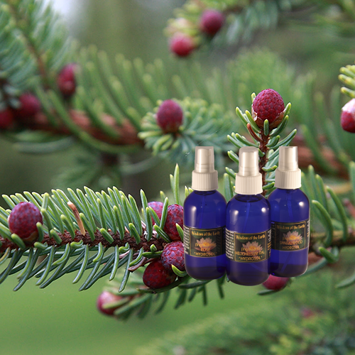 Spruce Hydrolat - 120 ml