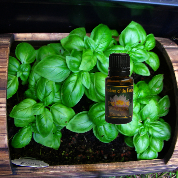 Basil Sweet 15ml