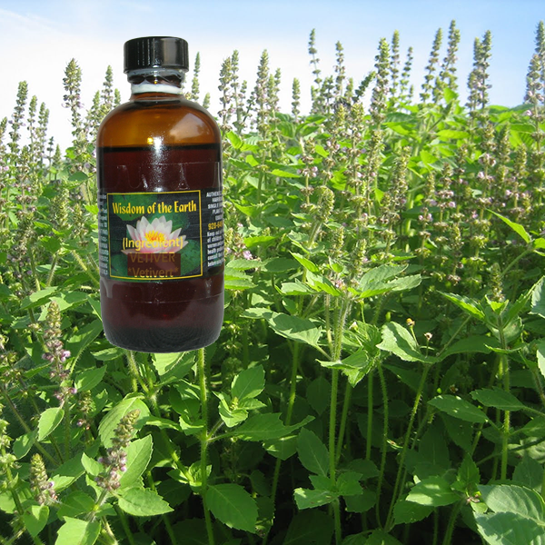 Basil Holy 120ml