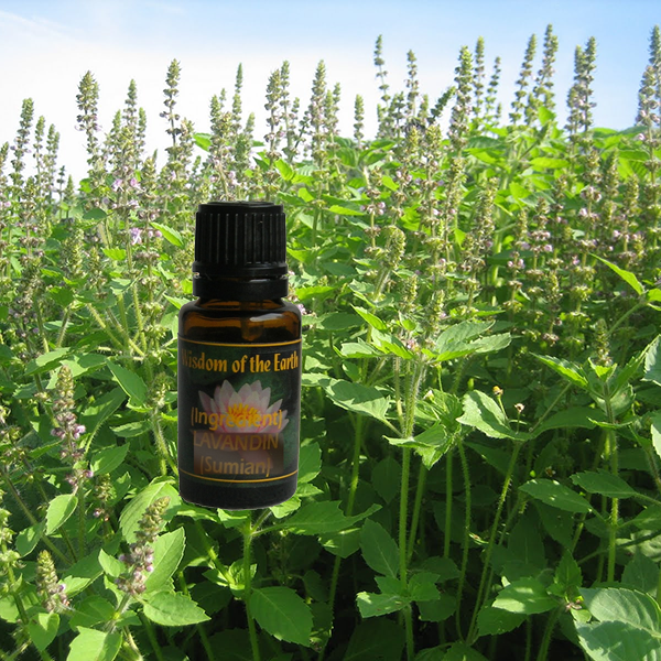 Basil Holy 15ml