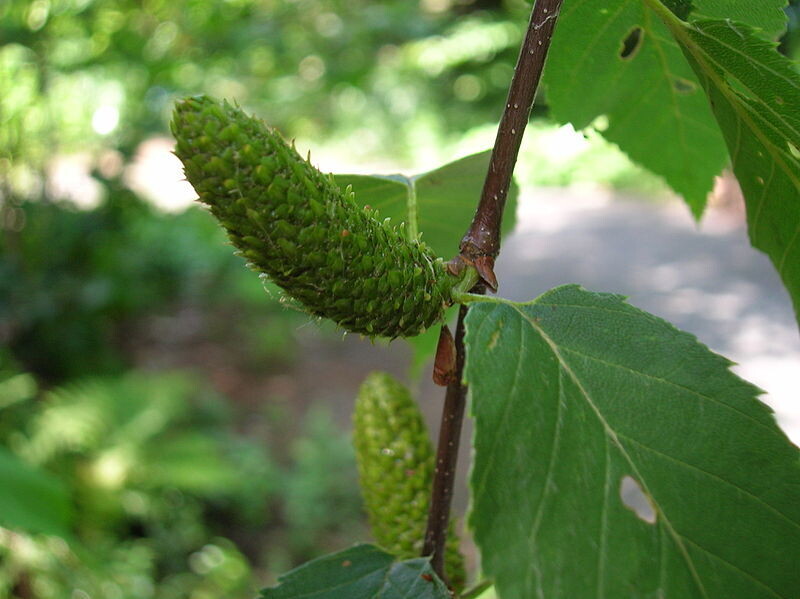 Birch Sweet 5ml