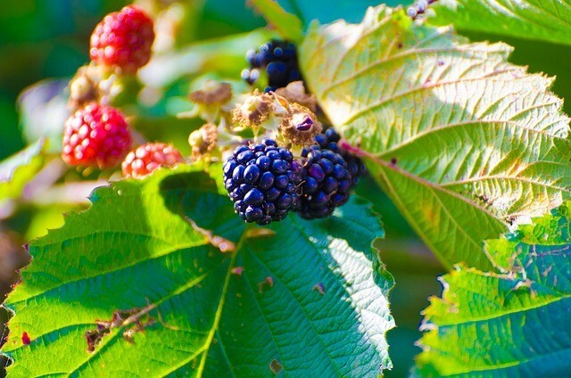 Blackberry Oil 120ml