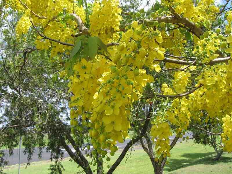Cassia (leaves and branches) 5ml