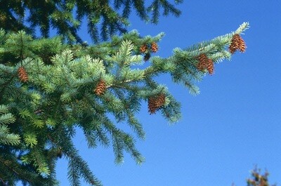 Fir Douglas Hydrolat 120mls