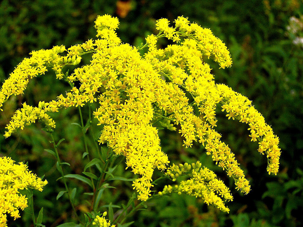 Goldenrod 5ml