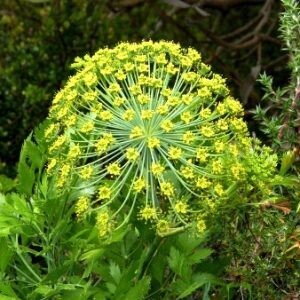 Galbanum 15ml