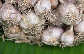 Garlic 15ml