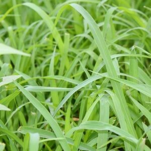 Ginger Grass (India) 120 ml