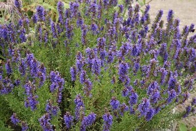 Hyssop 5ml
