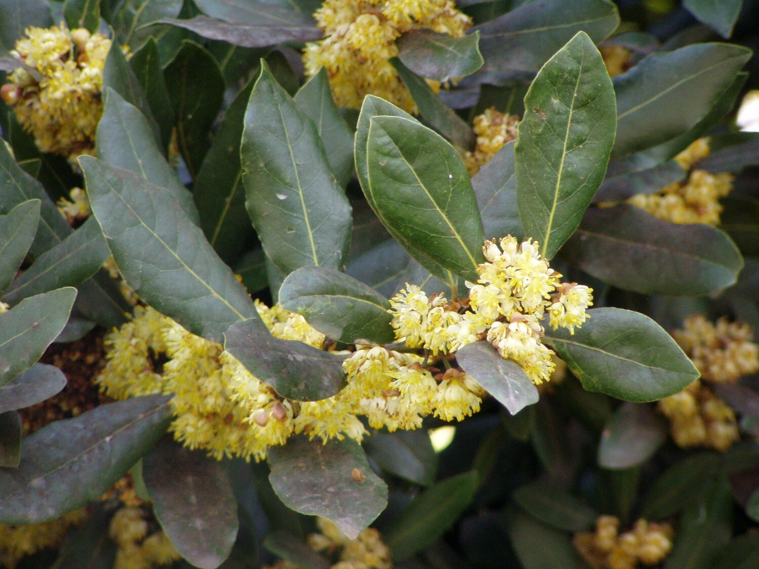 Laurel Leaf Hydrolat 120 mls