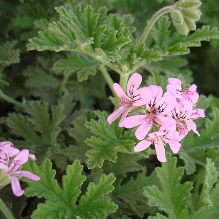 Geranium 5ml