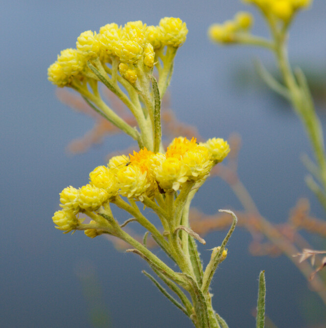 Helichrysum Gymnocephalum 120mll