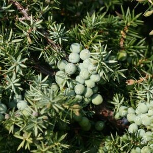 Juniper Needles (Bulgaria) 15ml