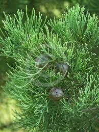 Cypress Blue 15ml