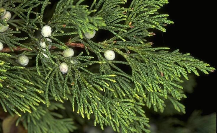 Juniper Berry 15ml (HIghland Nepal) (berries and branches)