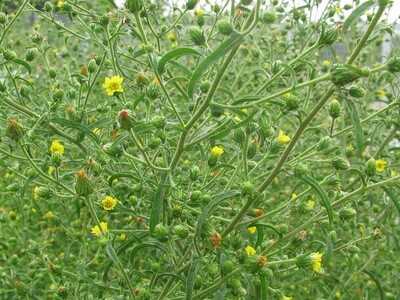 Inula Graveolens 120mls
