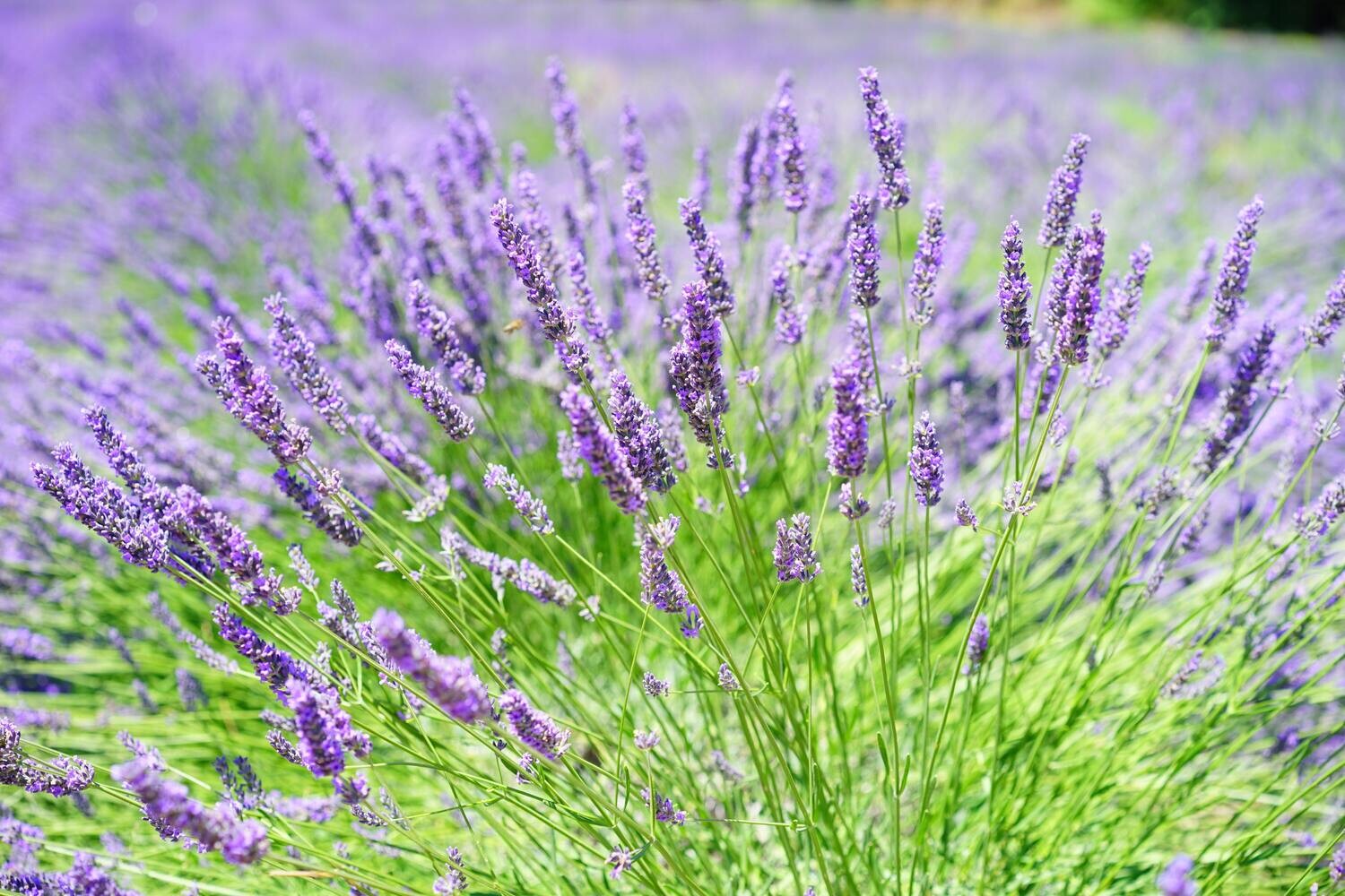 Lavender Bulgarian 15ml