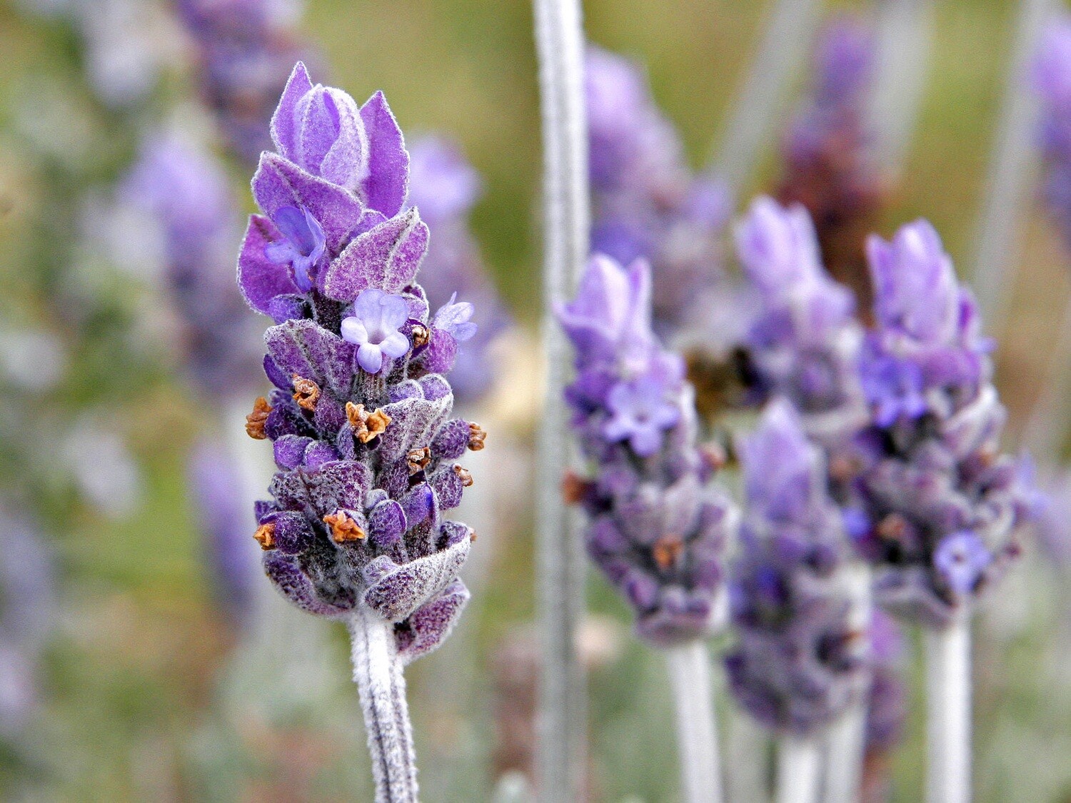 Lavender Albanian 5mls