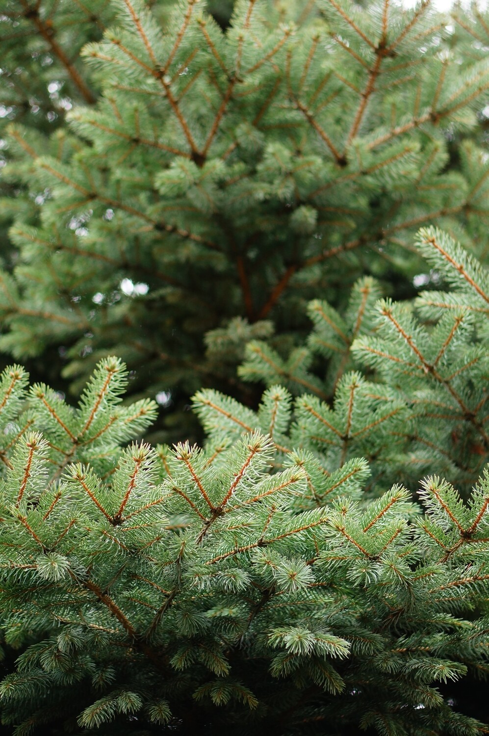 Fir Douglas (France) (New) 15ml