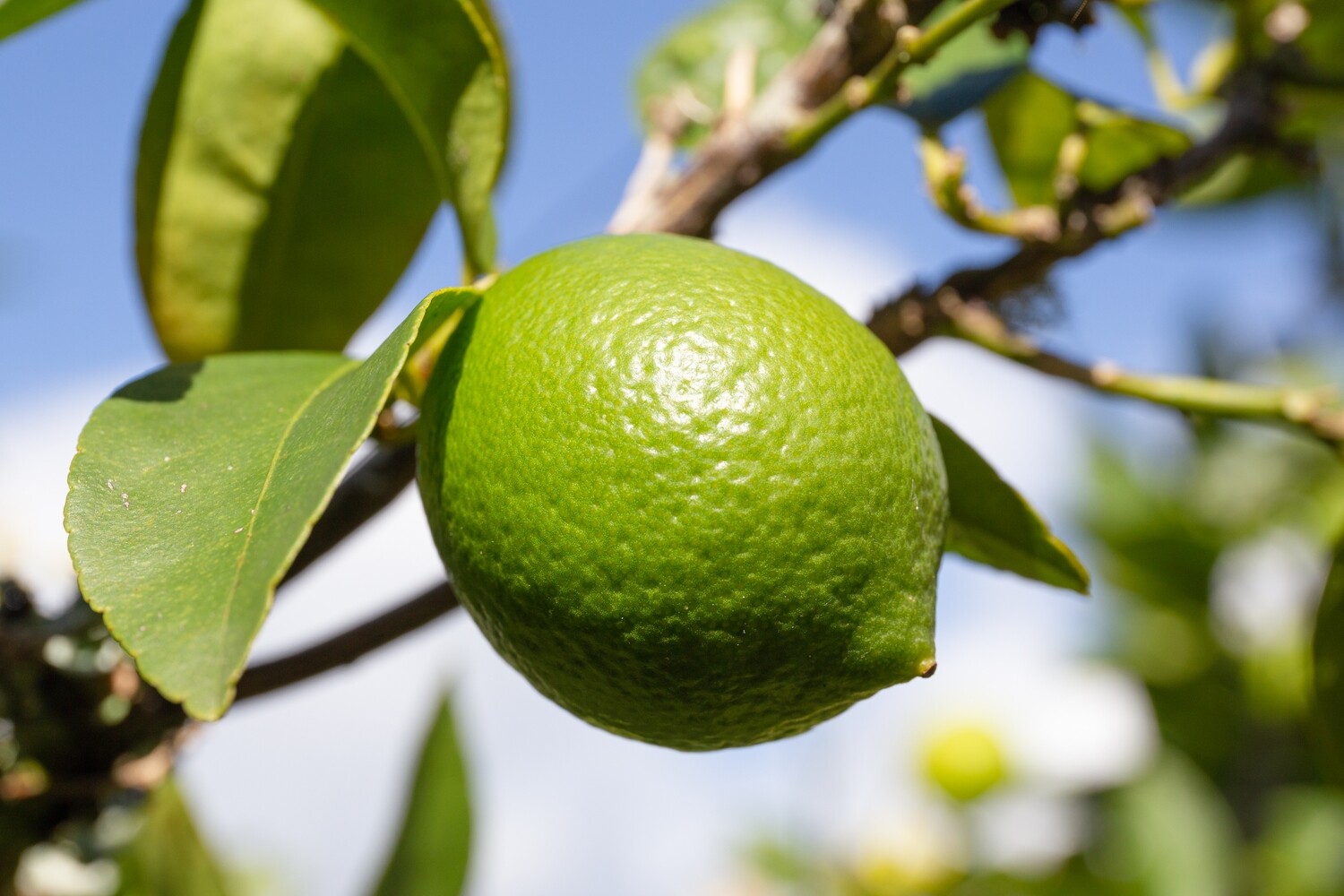 Lime Mexican Steam Distilled (New) 120ml